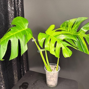 May include: A variegated Monstera plant with large, split, heart-shaped leaves featuring bright green and yellow patterns. The plant is supported by a clear plastic stake and is potted in a clear plastic cup filled with perlite potting medium.