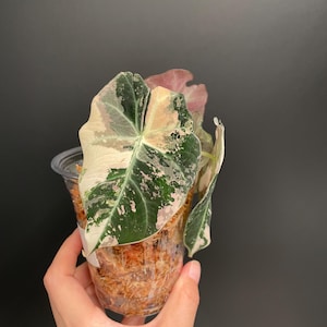 Alocasia Black Velvet Pink Variegated, Recent Import, High Variegation | Exact Plant  | US Seller