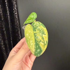 Scindapsus Matcha - Etsy