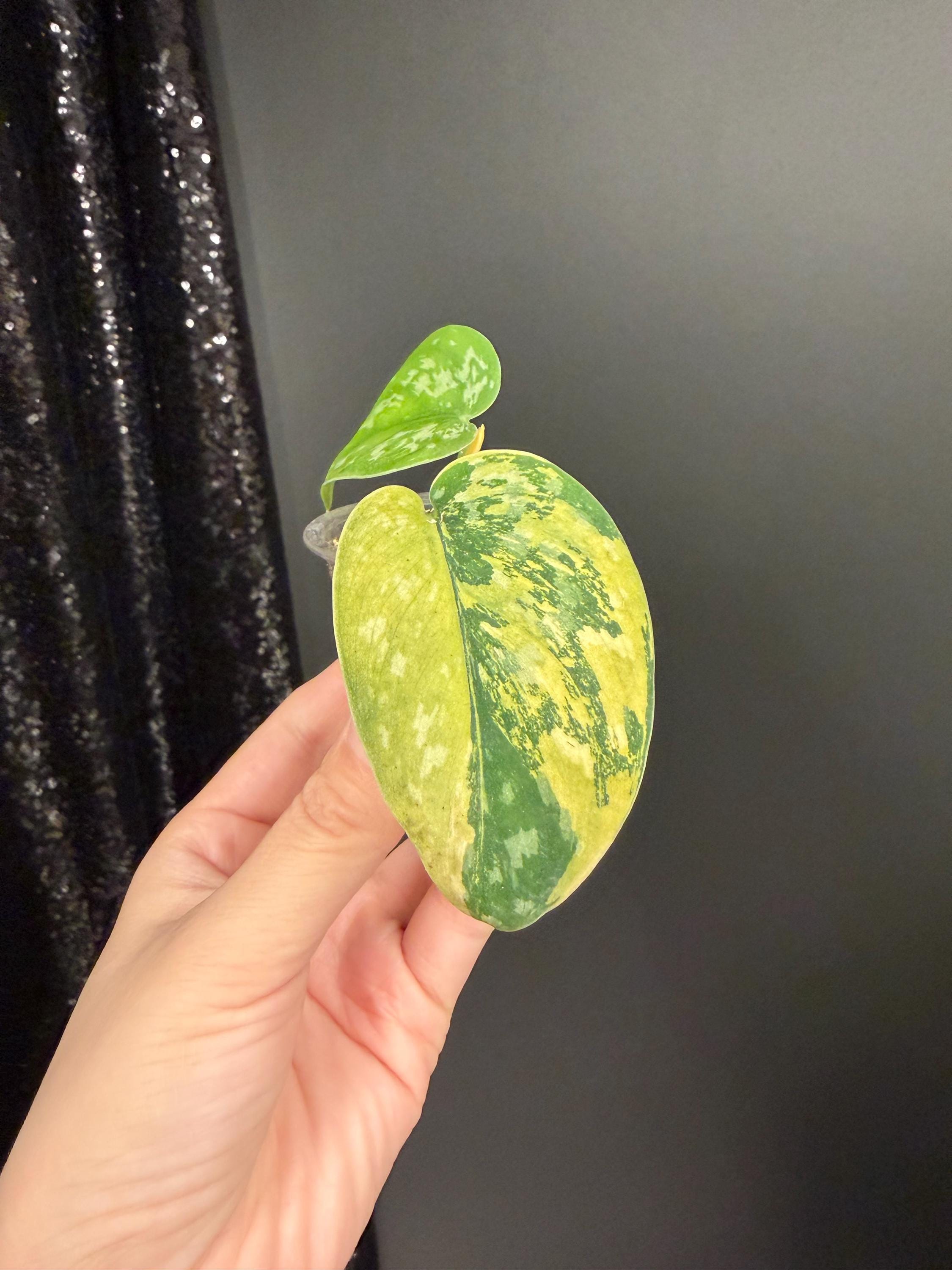 Scindapsus Matcha - Etsy