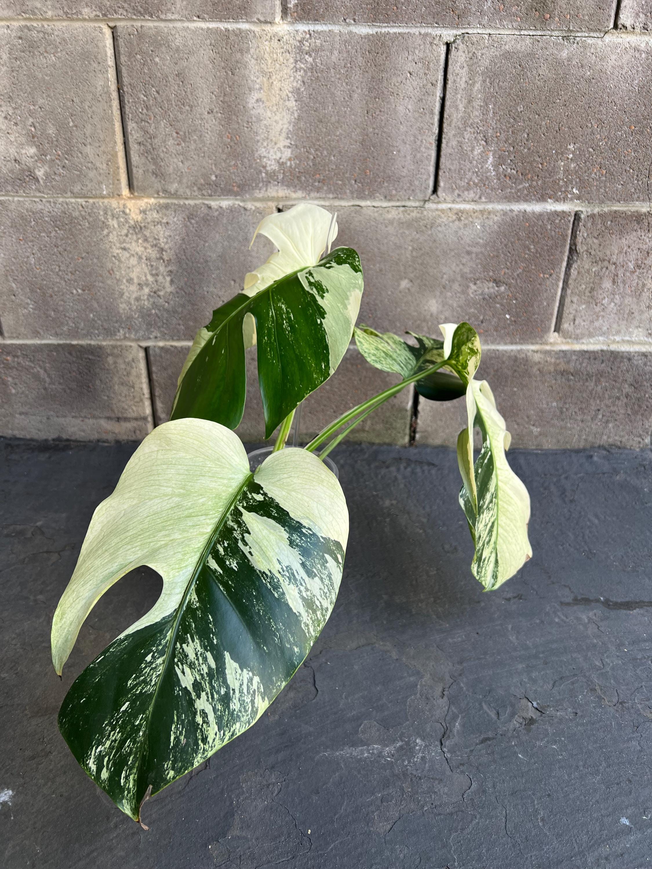 Monstera Mint Variegated Plant,  Exact Plant | US Seller