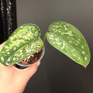 Scindapsus Matcha - Etsy