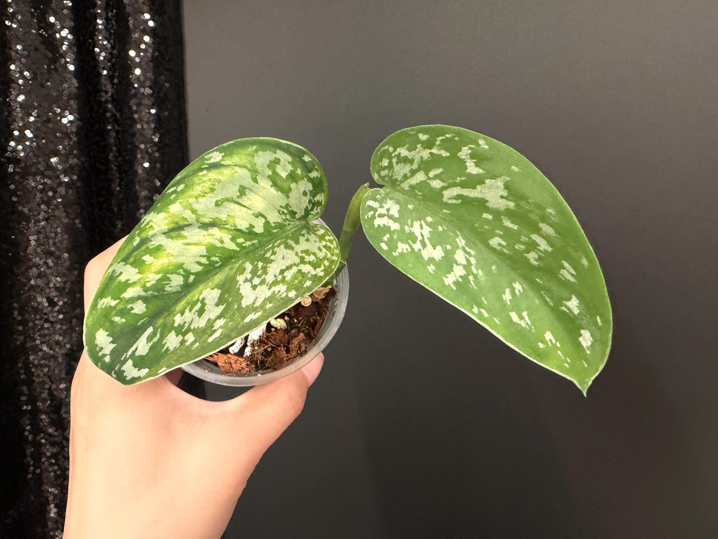Scindapsus Matcha - Etsy
