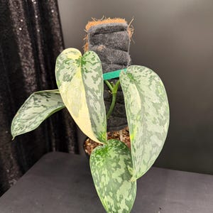 Scindapsus Lakambini - Etsy