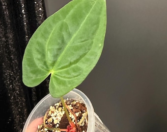 Mysterious Anthurium Hybrid (2 Leaves Now), Exact Plant  | US Seller