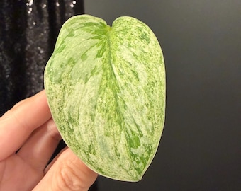 Scindapsus Peasun, Exact Rooted Cutting, Rare Tropical Aroids, Gift for Plant Lover, Live Houseplant, Collector Plant, US Seller