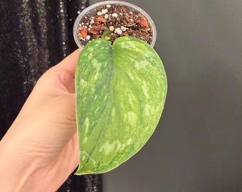 Scindapsus Matcha (maharlika); Green on Green - Exact Plant; US