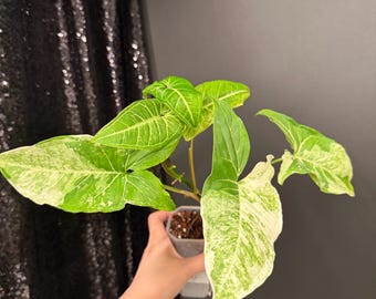 6 Inch Pot - Syngonium Batik Variegata, Syngonium Glo Go Live Rare  Houseplants Very Elegant Indoor Plant - Get Similar to the Picture - Etsy