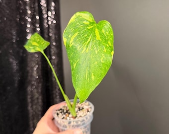 Scindapsus Matcha (maharlika); Green on Green - Exact Plant; US