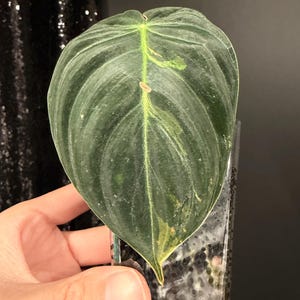 Philodendron Variegated Melano - Etsy