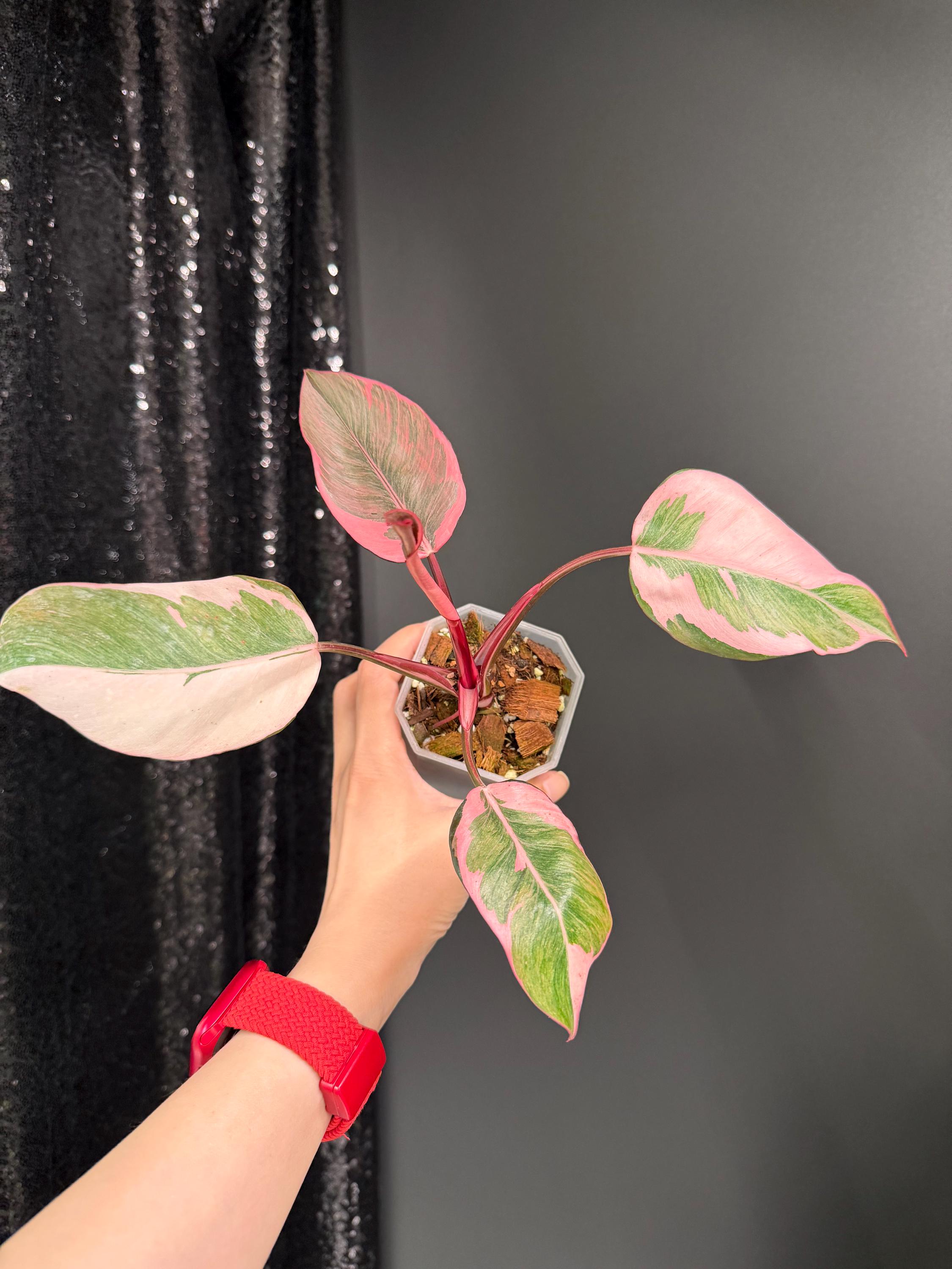 Philodendron Pink Princess Mutation, Exact Plant | US Seller - Etsy