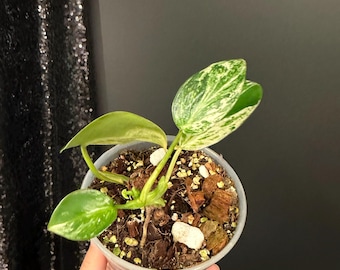 philodendron emerald queen Philodendron Emerald Queen variegated *Grower's Choice* main image 1