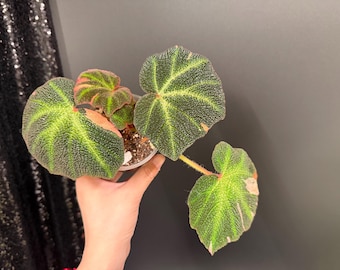 Begonia Soli-mutata Pink Variegated(Insulation included), EXACT Plant, US Seller
