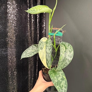 Scindapsus Lakambini - Etsy