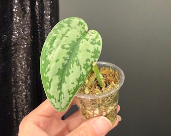 3枚葉 Scindapsus Matcha マッチャ　トップ デカ葉 Scindapsus Matcha (maharlika); Green on Green - Exact Plant; US