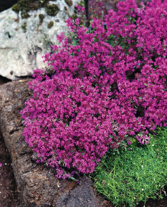 100ct Red Creeping Thyme Seeds Groundcover Seeds Heirloom Etsy