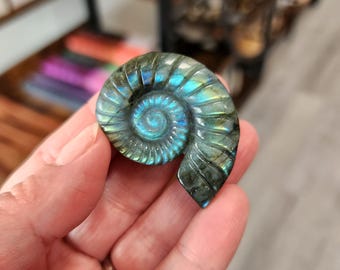 May include: A carved labradorite stone in the form of a nautilus shell, displaying a spiral pattern. The stone has a polished finish and iridescent colours of blue, green, and teal. The shell is held in a hand.