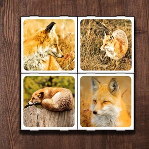 Sly as a Fox! Set of 4 Ceramic Coasters