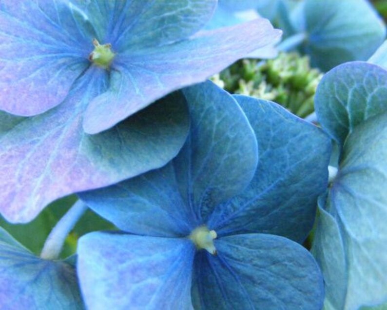 Bestseller 6 Tinge Fine Art Flower Photograph Picture of Blue Hydrangea Blossoms 4x6, 5x7, 8x10, 11x14, 16x20 image 1