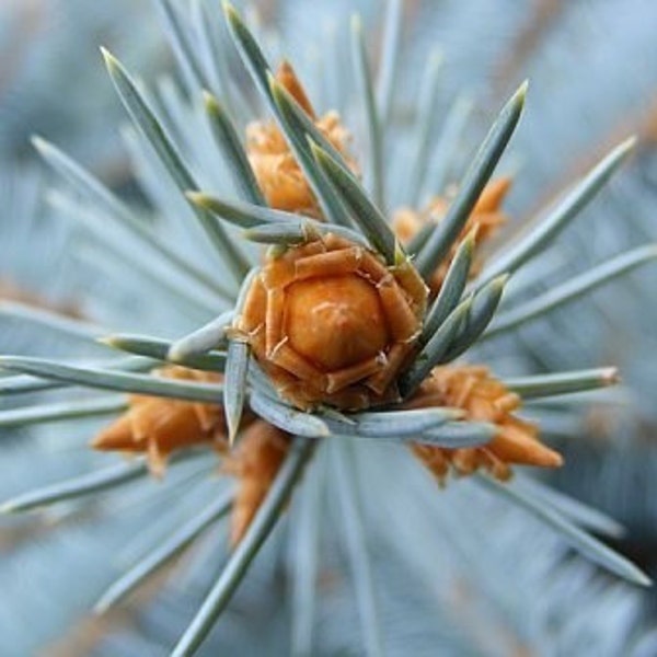 Bestseller #10 - "Prick" - Nature Photograph - Abstract Evergreen Closeup - 4x6, 5x7, 8x10, 11x14, 16x20