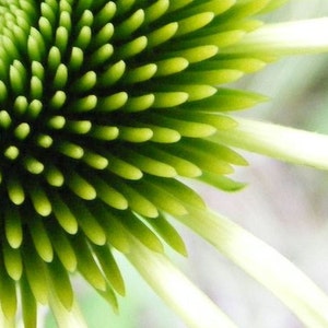 Bestseller 2 Touch Abstract Art Photograph Lime Green Coneflower Print 4x6, 5x7, 8x10, 11x14 image 1