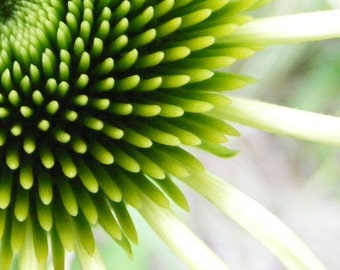 Bestseller #2 - "Touch" - Abstract Art Photograph - Lime Green Coneflower Print - 4x6, 5x7, 8x10, 11x14