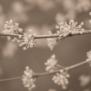 Bestseller 5 Sparklers Fine Art Photograph Yellow Blossoms on Gray 4x6, 5x7, 8x10, 11x14, 16x20 image 3