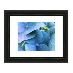 Bestseller 6 Tinge Fine Art Flower Photograph Picture of Blue Hydrangea Blossoms 4x6, 5x7, 8x10, 11x14, 16x20 image 4