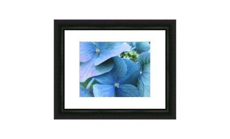 Bestseller 6 Tinge Fine Art Flower Photograph Picture of Blue Hydrangea Blossoms 4x6, 5x7, 8x10, 11x14, 16x20 image 4