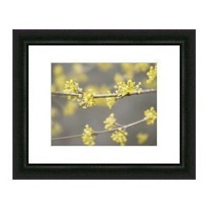 Bestseller 5 Sparklers Fine Art Photograph Yellow Blossoms on Gray 4x6, 5x7, 8x10, 11x14, 16x20 image 4