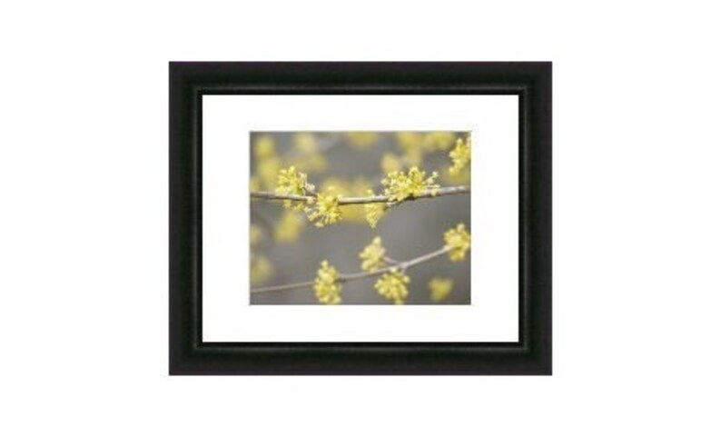 Bestseller 5 Sparklers Fine Art Photograph Yellow Blossoms on Gray 4x6, 5x7, 8x10, 11x14, 16x20 image 4