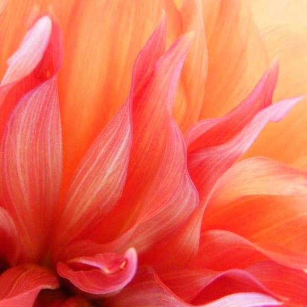 Bestseller #4 - "Flames" - Abstract Art Photo - Dahlia Macro Nature Print - 4x6, 5x7, 8x10, 11x14, 16x20