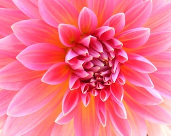 Bestseller #3 - "Hello Dolly" - Flower Photograph - Honeysuckle Pink Dahlia Closeup - 4x6, 5x7, 8x10, 11x14, 16x20