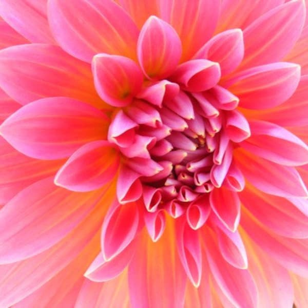 Bestseller #3 - "Hello Dolly" - Flower Photograph - Honeysuckle Pink Dahlia Closeup - 4x6, 5x7, 8x10, 11x14, 16x20