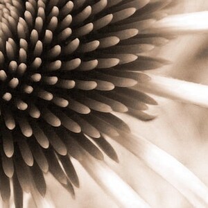 Bestseller 2 Touch Abstract Art Photograph Lime Green Coneflower Print 4x6, 5x7, 8x10, 11x14 image 3