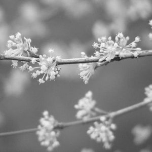 Bestseller 5 Sparklers Fine Art Photograph Yellow Blossoms on Gray 4x6, 5x7, 8x10, 11x14, 16x20 image 2