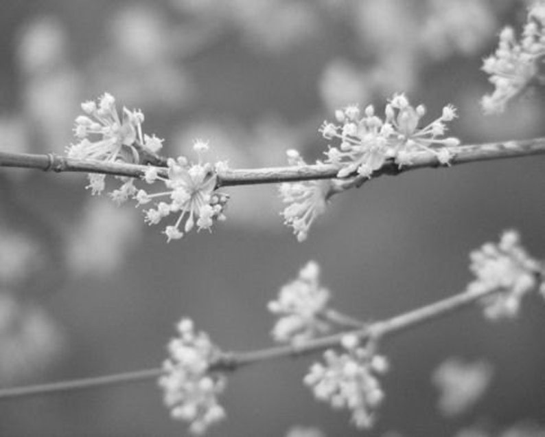 Bestseller 5 Sparklers Fine Art Photograph Yellow Blossoms on Gray 4x6, 5x7, 8x10, 11x14, 16x20 image 2