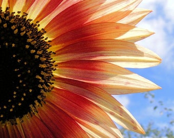 Bestseller #12 - "Halved" - Flower Image - Orange Sunflower Art Photograph - Wall Decor - 4x6, 5x7, 8x10, 11x14, 16x20