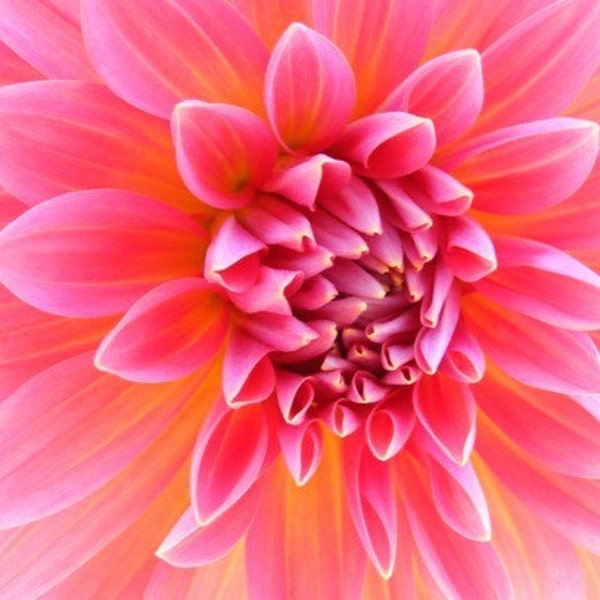 Photography - Hello Dolly Pink - 5x7 Flower Photo - Honeysuckle Pink Dahlia Art Print - IN STOCK