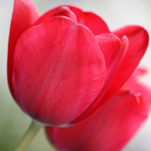 Simplicity - 8x10 Fine Art Flower Photograph - Red Tulips - IN STOCK