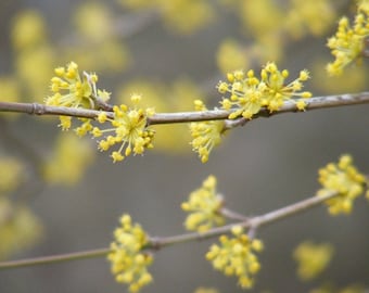 Bestseller #5 - "Sparklers" - Fine Art Photograph - Yellow Blossoms on Gray - 4x6, 5x7, 8x10, 11x14, 16x20