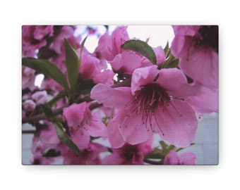 Canvas PEACH TREE BLOSSOMS Flowers Springs Pink Gift Gallery Wraps
