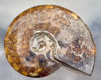 Ammonite Fossil Sea Shell: Madagascar Specimen, 7"
