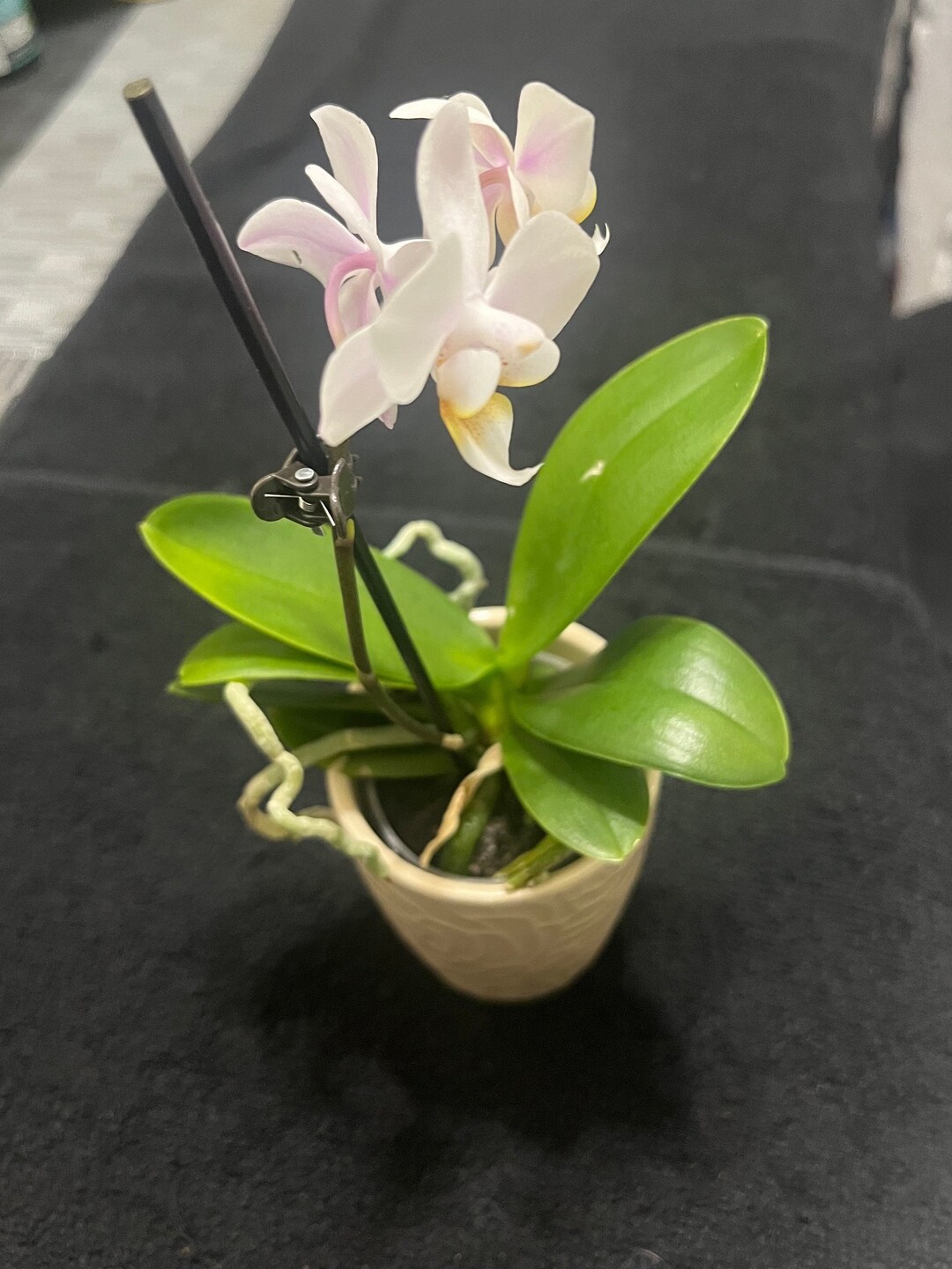 Mini Orchids Pet Friendly Etsy