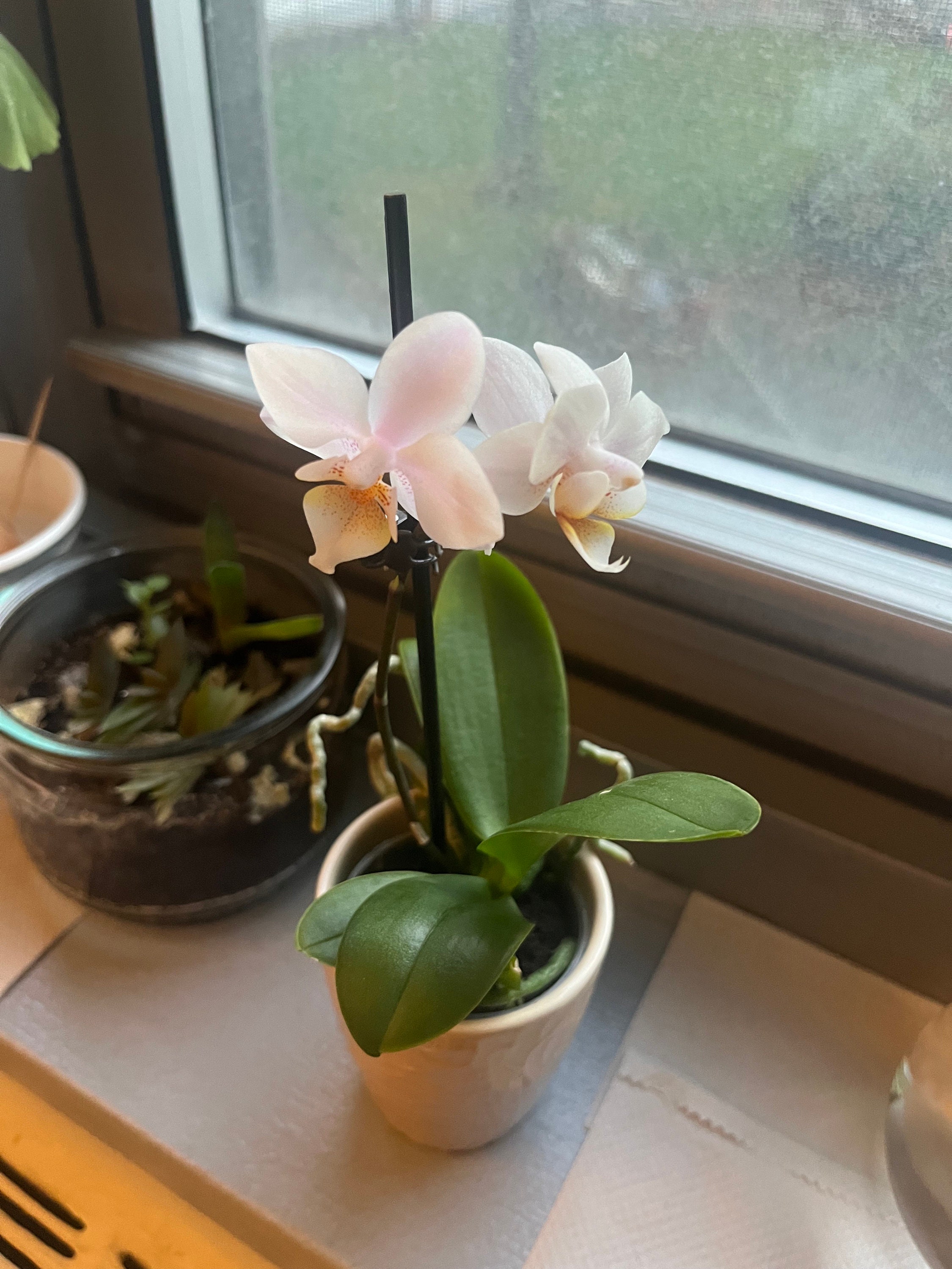 Mini Orchids Pet Friendly Etsy