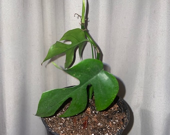 Mini Monstera (Rhaphidophora tetrasperma) (1/2 gallon)