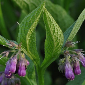 15 Organic Comfrey root cuttings image 2