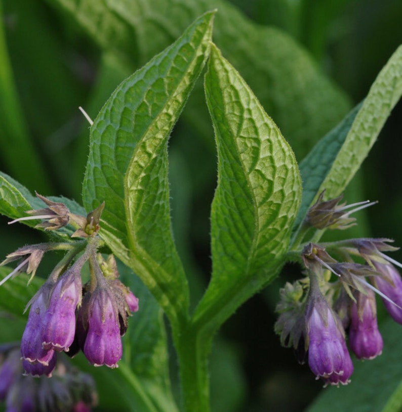 15 Organic Comfrey root cuttings image 2