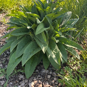 May include: A lush, green comfrey plant with large, textured leaves. The plant is surrounded by wood chips and grass, with sunlight illuminating the foliage. The leaves have a prominent veined pattern, and the plant appears healthy and vibrant.