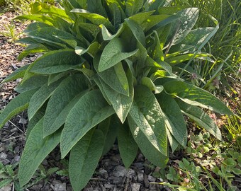 15 Organic Comfrey root cuttings